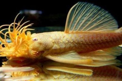 白化黑龍劍尾異型魚好不好養(yǎng)，新手和老手均可飼養(yǎng)