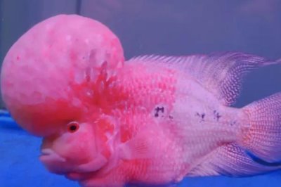 羅漢魚(yú)的養(yǎng)殖方法，盡量選擇80厘米以上的魚(yú)缸單獨(dú)飼養(yǎng)