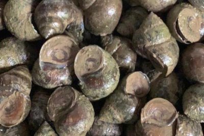 淡水螺的產(chǎn)地，廣東、福建等地養(yǎng)殖較多