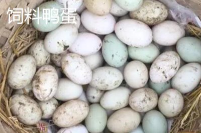 土鴨蛋的價格，各地價格不同