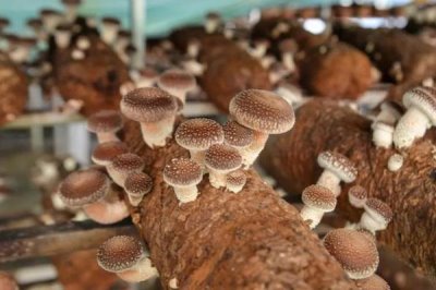 種植香菇注水后要悶棚多久,一般不需要悶棚、通風(fēng)換氣可刺激出菇