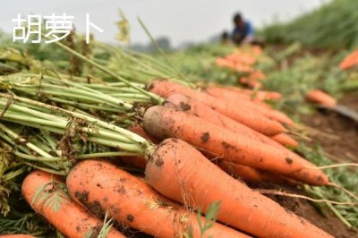 七月份適合種什么農(nóng)作物，正處于炎熱季節(jié)