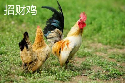 特種雞的價(jià)格，根據(jù)實(shí)際情況選擇養(yǎng)殖品種