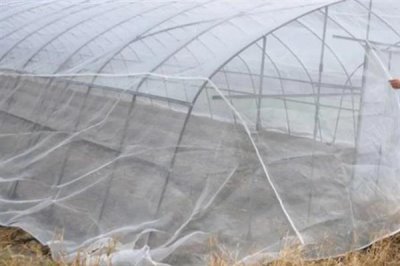 防治蚜蟲用什么藥，馬拉硫磷、殺螟松、抗蚜威等藥物均可起到滅殺效果