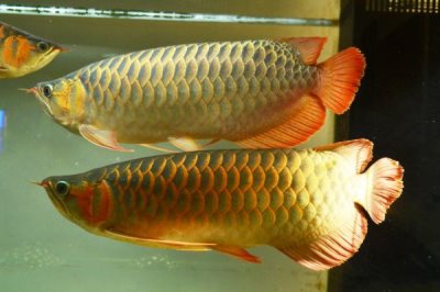 龍魚為什么會掉眼，主要原因是光線過強、下沉飼料過多