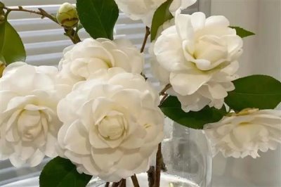 山茶花的花語(yǔ)是什么，寓意謙讓高潔、理想的愛(ài)等