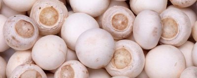 口蘑的產(chǎn)地，呼倫貝爾市等地方為主要產(chǎn)區(qū)