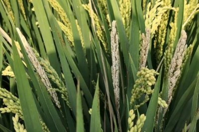 晶兩優(yōu)7818水稻種子簡介，每畝插足基本苗6萬以上