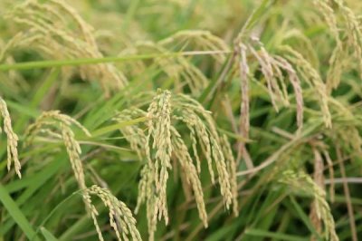 恒祥糯10號(hào)水稻種簡(jiǎn)介，每畝尿素10千克并加拌除草劑