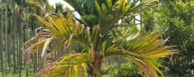 檳榔黃葉的原因，可能是澆水不當(dāng)或土壤不適等導(dǎo)致的