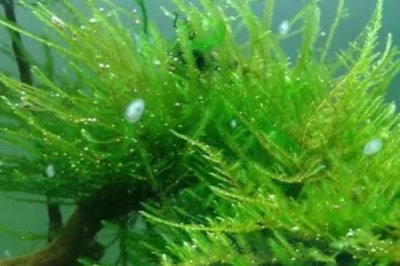 水草的養(yǎng)殖技術，養(yǎng)殖場所盡可能防止陽光照射