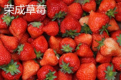 山東榮成的特產(chǎn)，榮成海參堪稱參中之王
