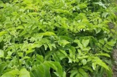 黃皮果的育苗技術(shù)，播種可選擇直播或撒播