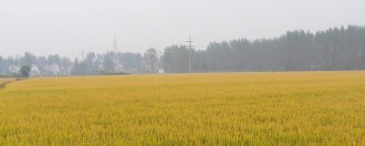 晶兩優(yōu)3189水稻種子簡(jiǎn)介，秈型兩系雜交水稻品種