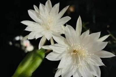 曇花什么時候開花，在每年的6-8月份開花