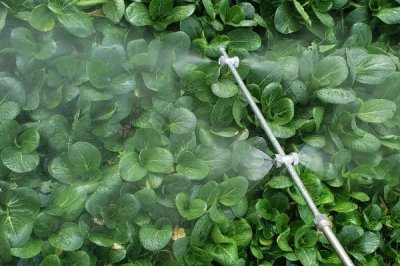 施田補(bǔ)除草劑怎么使用,一般可在移栽前兌水噴霧