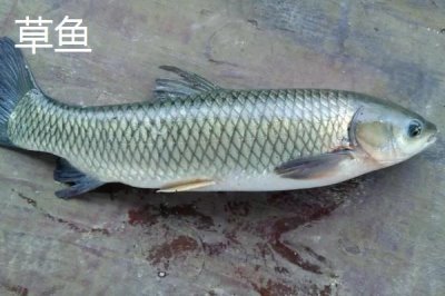 2號子線配幾號伊勢尼鉤，配5-6號伊勢尼鉤為佳