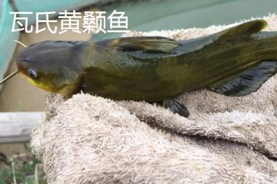 黃顙魚的價格，零售價多為12-20元左右