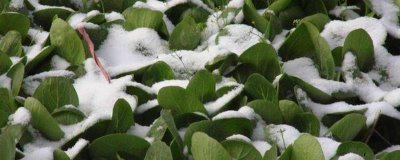 植物防凍劑的作用，主要作用是激活生物酶、殺滅冰核細(xì)菌生成和繁殖