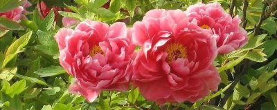 富貴花開的寓意，寓意富貴吉祥、心想事成等