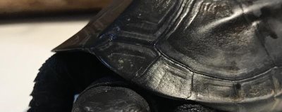墨龜可以深水養(yǎng)嗎，不屬于深水龜不可以深水養(yǎng)