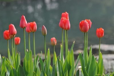 郁金香可以送給什么人，可以送老婆、女朋友等