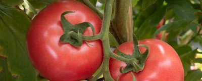 番茄的種植管理方法，一般是從整苗開始