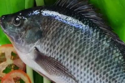 羅非魚(yú)以什么為食，主要吃浮游動(dòng)物和植物飼料