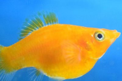 魚是怎么受精懷孕的，大部分魚是卵生的