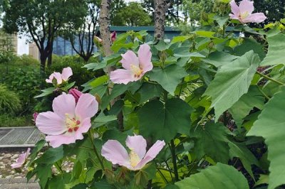 木芙蓉花的寓意，寓意純潔美麗、富貴吉祥等
