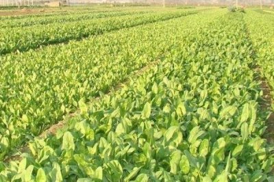越冬菠菜什么時(shí)候種植，可在平均氣溫在17-19℃時(shí)播種