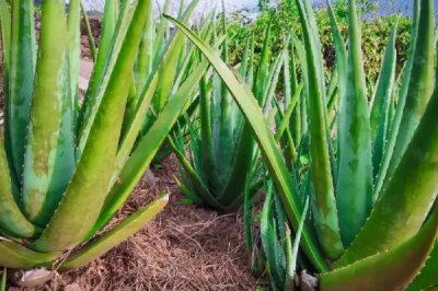 不用勤澆水的省心室內(nèi)盆栽植物，這7種可嘗試種植