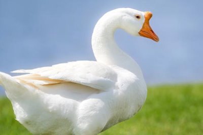 鵝腿瘸了怎么治療，先降低飼料中的蛋白質(zhì)含量