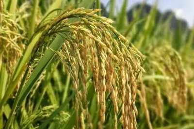 信粳1787水稻種子特征特性，播種前用藥劑浸種防治惡苗病等