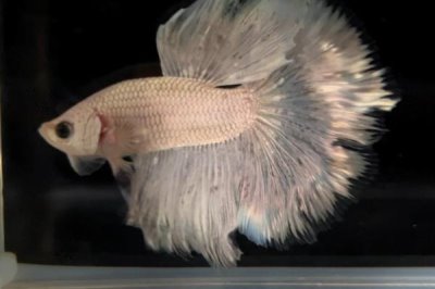 斗魚是什么魚，是鱸形目絲足鱸科斗魚屬的小型魚類