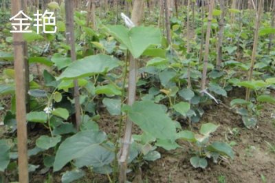 獼猴桃樹苗的價格，具體售價會受到規(guī)格和品種的影響