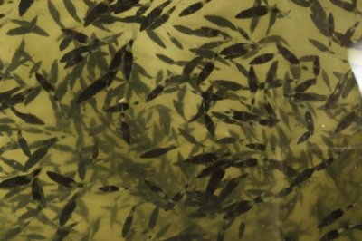 雅魚(yú)的價(jià)格，一斤50-70元