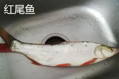 黃尾魚的價格，一斤需要12-20元左右
