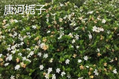 河南唐河縣的特產(chǎn)，梔子品質(zhì)上乘