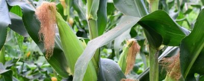P6512玉米品種簡介，中抗大斑?。?MR）