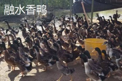 柳州市融水苗族自治縣的特產(chǎn)，包括融水糯米柚、融水香鴨、融水靈芝等種類