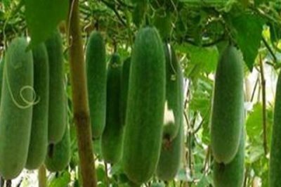 節(jié)瓜種植多久可收獲，根據種植時間決定