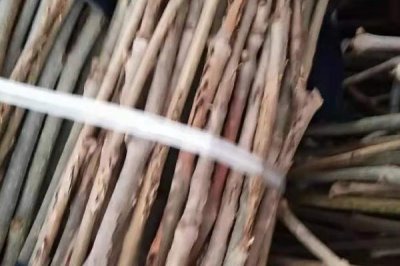 蟬卵怎么孵化，選擇樹體密、樹種雜、蟬量多的場所采集卵枝