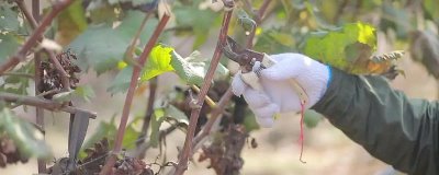 修剪葡萄要注意的問(wèn)題，剪口要和芽眼保持一定距離