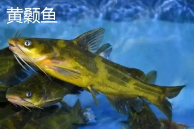 10號(hào)丸世鉤是否適合釣黃辣丁，專為垂釣黃辣丁等嘴巴寬大的魚種而設(shè)計(jì)
