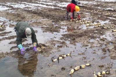 蓮藕淺水定向種植方法，平斜栽植、栽后保持3-5厘米的淺水層
