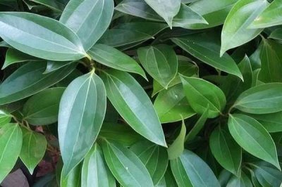 平安樹如何澆水，澆水次數(shù)按季節(jié)不同而定