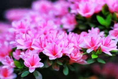 杜鵑花的寓意，有鴻運高照之意