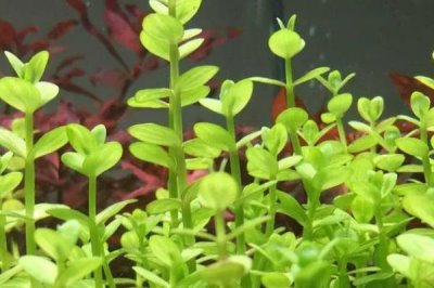 水草的養(yǎng)殖技術，養(yǎng)殖場所盡可能防止陽光照射