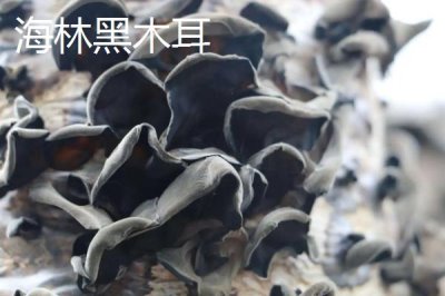 黑龍江省海林市的特產(chǎn)，素有“林海雪原”、“中國(guó)雪鄉(xiāng)”等美稱(chēng)